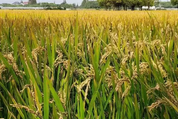 图片[2]-常优4号水稻品种秧田每亩播种量15千克(常优4号水稻品种秧田播种量有何标准)？-会东网