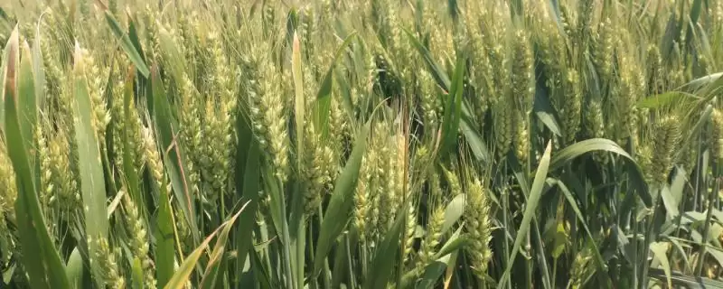育麦8号小麦种子特点与适宜基本苗数(育麦8号小麦种子特点及基本苗数)？-会东网