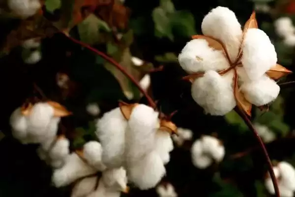 图片[2]-湘文一号棉花种子介绍与每亩定植数量(湘文一号棉花种子介绍及定植数)？-会东网
