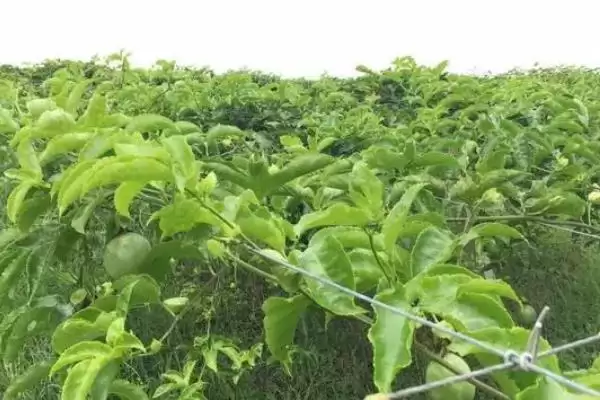 图片[5]-百香果种植管理萌芽前剪除枯病枝要点(百香果种植管理萌芽前剪枝要点)？-会东网