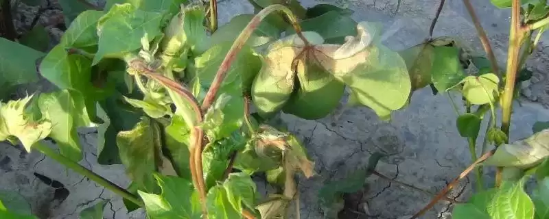 棉花药害补救方法介绍(棉花药害可喷清水稀释农药补救)？-会东网