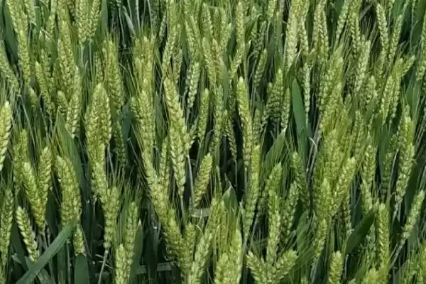 图片[3]-中植麦13号小麦品种特性与适宜播期(中植麦13号小麦品种特性及适宜播期)？-会东网