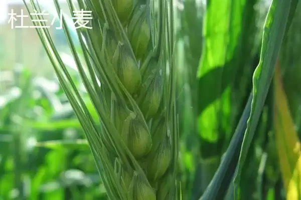 图片[6]-普通小麦比重介绍(一级小麦容重在790g／L以上)？-会东网