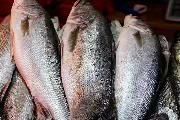 图片[2]-鲈鱼常见种类介绍(鲈鱼常见种类有河鲈、海鲈、松江鲈等)？-会东网