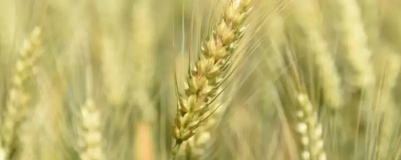 镇麦21小麦品种简介与基本苗数(镇麦21小麦品种简介及基本苗数)?-会东网
