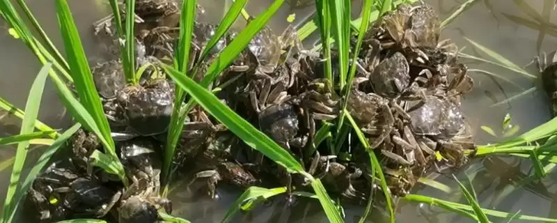 稻田养殖虾蟹的过冬方法(稻田养殖虾蟹的过冬方法,一般是在晴朗的天气进行投喂)?-会东网