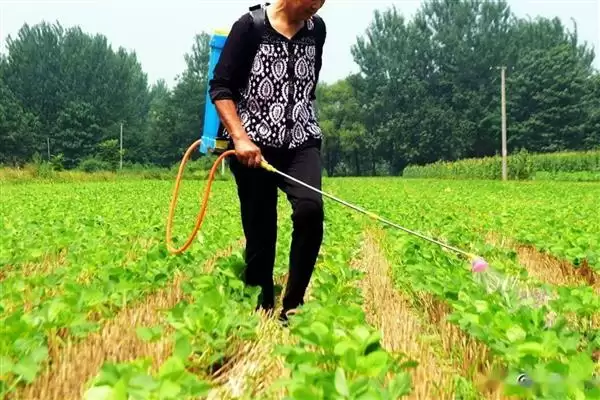 图片[8]-夏大豆高产方法及30厘米行距点播要点(夏大豆如何高产及点播要点)？-会东网