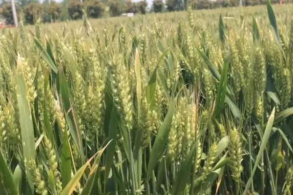 图片[4]-许科918小麦品种简介与全生育期(许科918小麦品种简介及生育期)？-会东网