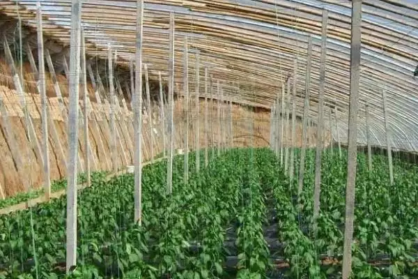 图片[3]-冬季封冻前铺防寒草提高棚室地温效果好(冬季铺防寒草提高地温有何优势)？-会东网