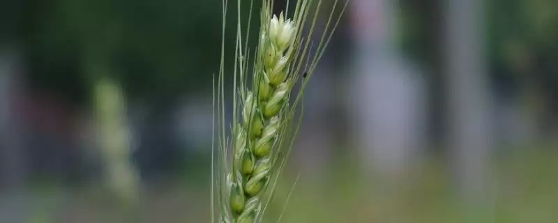 鲁丰128小麦种子抗病特性(鲁丰128高抗白粉病)?-会东网