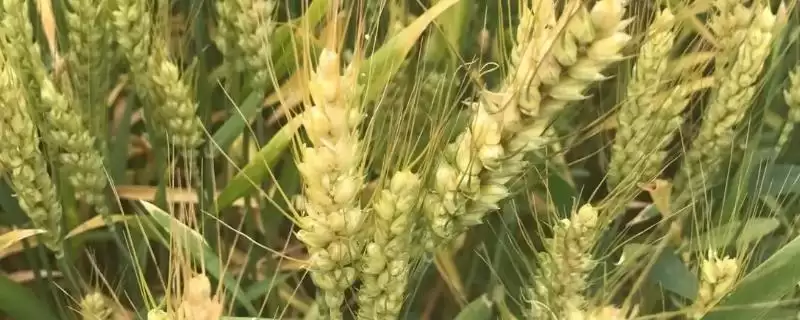 南方小麦种植情况介绍(南方种植的通常是冬小麦)?-会东网