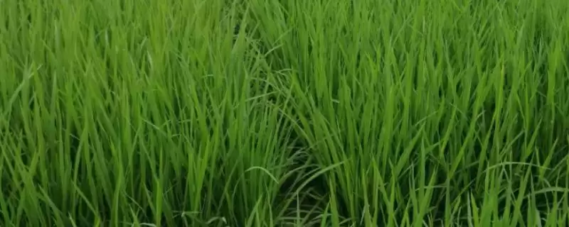 华航85号水稻种子高抗稻瘟病详情(华航85号水稻种子高抗稻瘟病详情)？-会东网