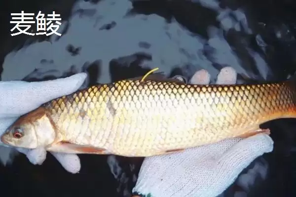 图片[5]-鲮鱼类别属性介绍(鲮鱼是常见淡水鱼类)？-会东网