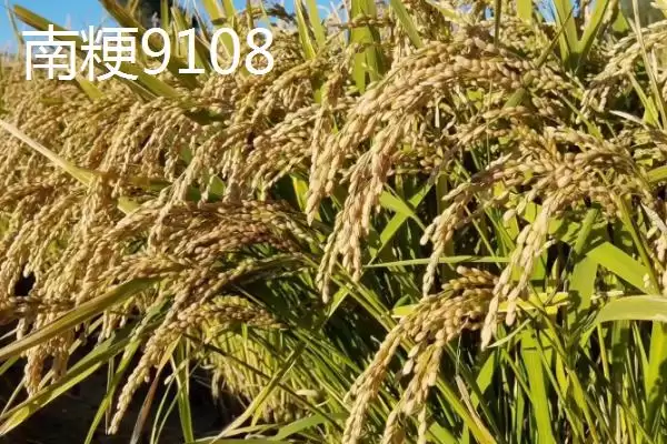 图片[5]-好吃的粳稻品种申优26符合国标一级优质米详情(好吃的粳稻品种申优26国标一级优质米详情)？-会东网