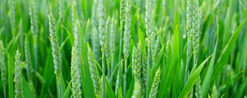 太麦101小麦品种基本苗情况(太麦101每亩基本苗28-30万)？-会东网