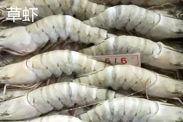 图片[5]-草虾产地及在我国分布广泛情况(草虾的产地在哪及在我国分布情况)？-会东网