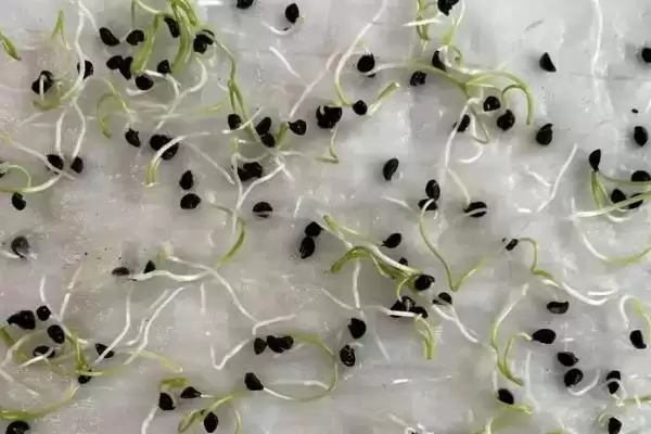 图片[9]-红皮洋葱高产播种时间要点(红皮洋葱怎么种产量高，一般在9月25日至10月5日播种)？-会东网
