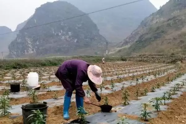图片[4]-三樱椒栽培技术介绍(三樱椒一般3月上中旬播种育苗)？-会东网