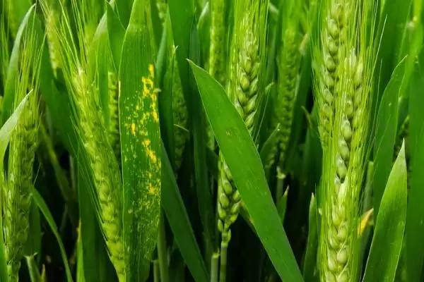 图片[3]-金钻九号小麦的特征特性、生育期(金钻九号小麦的特征特性，平均生育期为234天)？-会东网