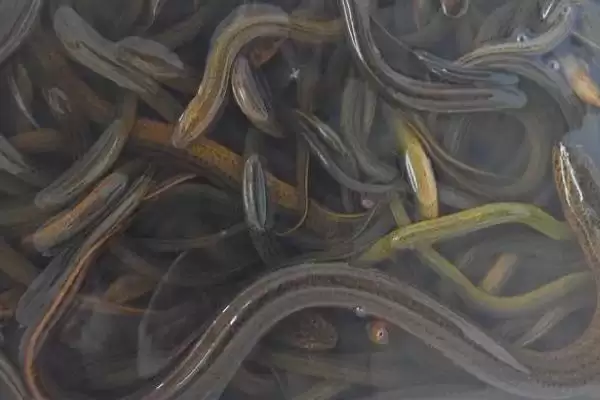 图片[3]-黄鳝越冬常见4种方法的介绍(黄鳝越冬常见4种方法介绍)？-会东网