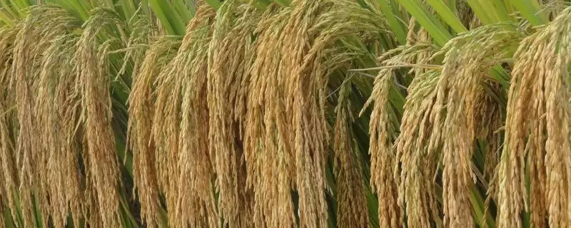 川谷优918水稻种子需综合防治病虫害(川谷优918水稻种子综合防治病虫害有哪些要点)?-会东网