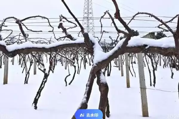 图片[5]-软枣猕猴桃北方过冬方法(软枣猕猴桃北方入冬前需修剪、施肥)？-会东网