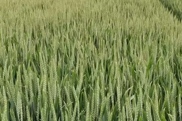 图片[3]-小麦抽穗期能否浇水及适量浇水要点(小麦抽穗期能浇水吗及要点)？-会东网