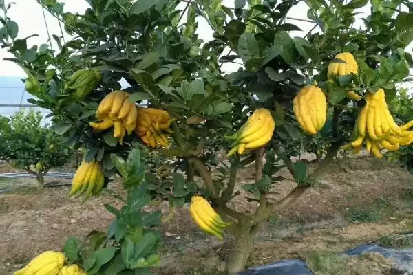 图片[6]-佛手属于热带、亚热带植物(佛手属于热带、亚热带植物有何特点)？-会东网