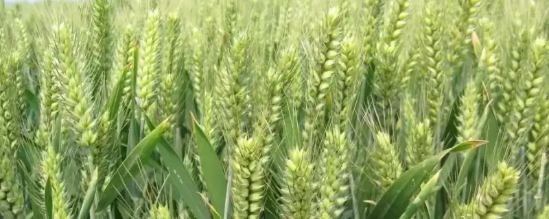 缘麦791小麦品种特性与冬性中熟品种(缘麦791小麦品种特性及冬性中熟品种)?-会东网