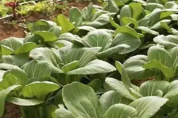 图片[5]-油菜苗期病虫草害防治方法及措施(油菜苗期病虫草害咋防治及措施)？-会东网