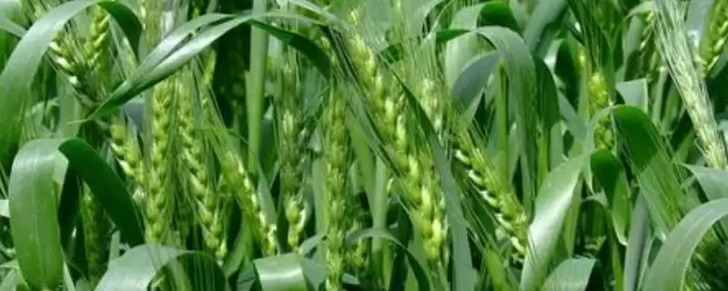 青麦6号小麦种子播期介绍(青麦6号播种期9月中下旬)?-会东网