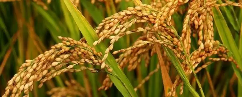 常优4号水稻品种秧田每亩播种量15千克(常优4号水稻品种秧田播种量有何标准)?-会东网