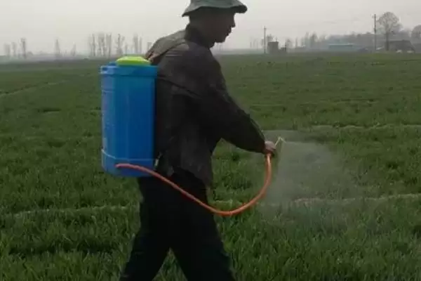 图片[3]-小麦田杂草防治方法及农业化学措施(小麦田杂草咋防治及防治措施)？-会东网
