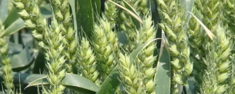 宁紫麦1号小麦品种基本苗情况(宁紫麦1号适期播种每亩基本苗15万左右)？-会东网