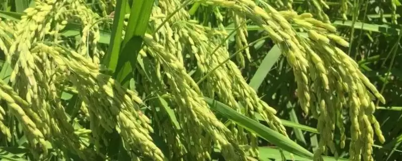 鸿源粘4号水稻种作为糯稻品种详情(鸿源粘4号水稻种糯稻品种详情)？-会东网