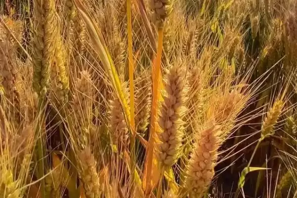 图片[3]-扬辐麦10号小麦品种特性与春性中熟(扬辐麦10号小麦品种特性及春性中熟)？-会东网