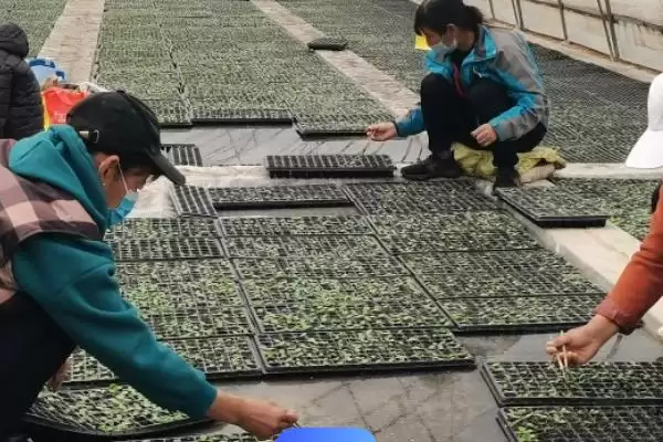 图片[3]-槟榔一般采用种子育苗移裁(槟榔种植育苗移栽有何要点)？-会东网