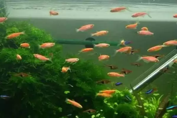 图片[4]-神仙鱼混养鱼类推荐(神仙鱼可与7种鱼混养)？-会东网