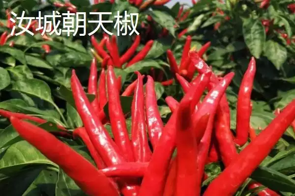 图片[2]-湖南汝城县素有“鸡鸣三省，水注三江”美誉介绍(湖南汝城县“鸡鸣三省，水注三江”美誉介绍)？-会东网