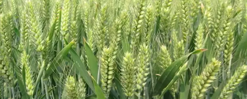 宛麦270小麦种子品种属性(宛麦270半冬性品种)?-会东网