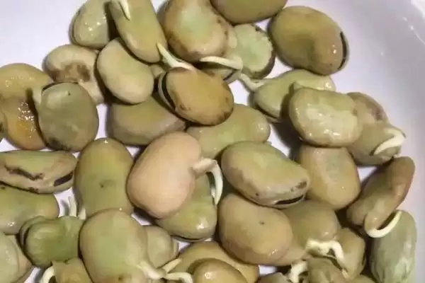 图片[3]-蚕豆种子萌发由子叶提供养分(蚕豆种子萌发养分来源有何作用)？-会东网