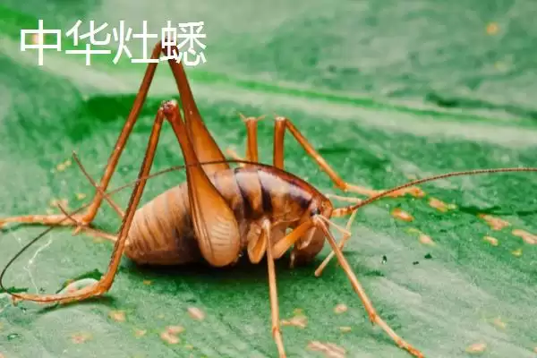 图片[6]-蟋蟀常见品种介绍及中华等品种特点(蟋蟀常见品种及中华等品种特点)？-会东网