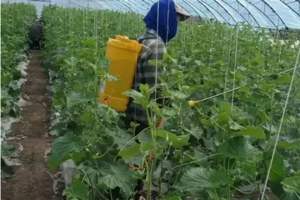 图片[11]-黄瓜有苦味采取选良种等防治措施(黄瓜有苦味选良种等防治措施)？-会东网