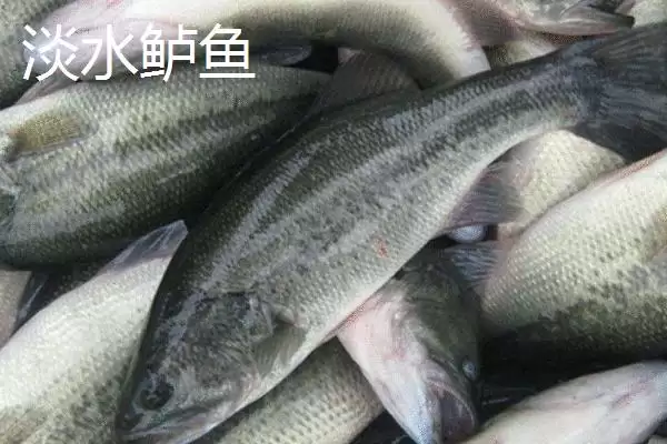 图片[6]-淡水鲈鱼的养殖具体方法(淡水鲈鱼如何养殖，需根据水色和透明度及时加注新水)？-会东网