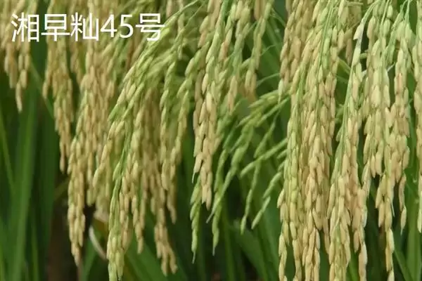 图片[11]-杂交水稻和普通水稻区别及分析(杂交水稻和普通水稻有啥区别及分析)？-会东网