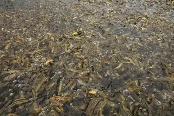 图片[4]-泥鳅食物介绍(人工养殖泥鳅可投喂米糠等食物)？-会东网