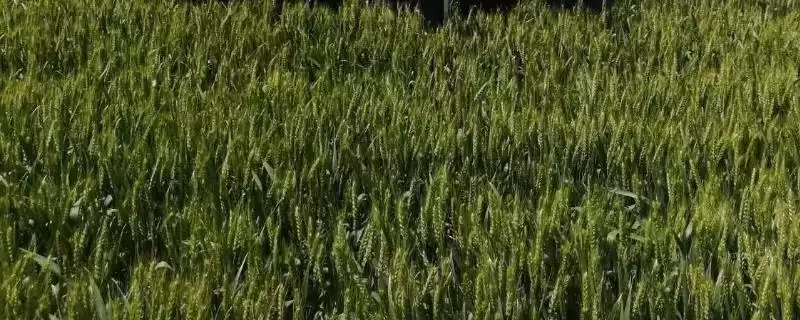 中优335小麦种子介绍与播种量(中优335小麦种子介绍及播种量)?-会东网