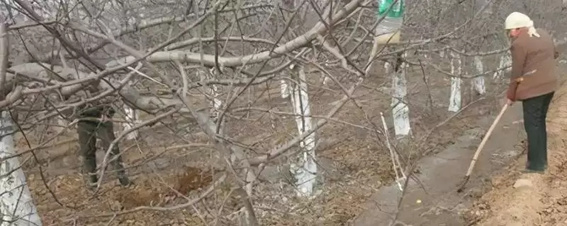 果树冬灌技术相关要点情况(果树冬灌技术，在气温3℃左右进行)？-会东网