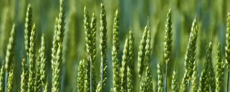 沔麦188小麦品种属性(沔麦188属春性品种)?-会东网