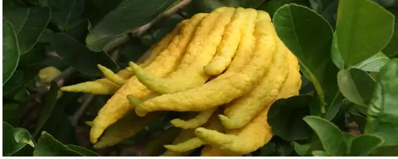 佛手属于热带、亚热带植物(佛手属于热带、亚热带植物有何特点)？-会东网